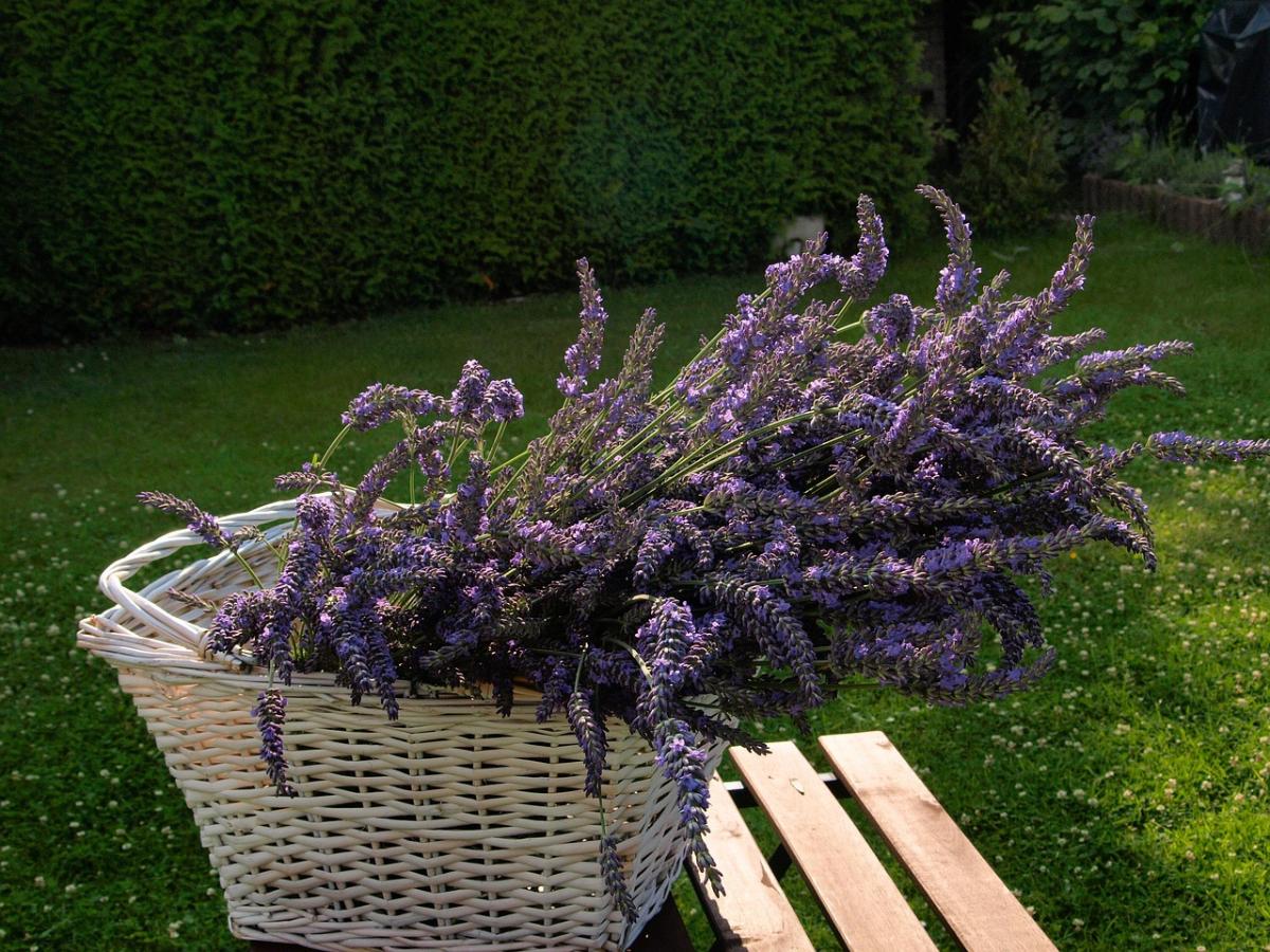 Tot rust komen? De oplossing groeit gewoon in je tuin, dit kun je allemaal doen met lavendel