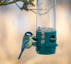 Wat geef je vogels in je tuin te eten?