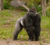 Louise ontdekt bijzonder detail bij gorilla’s in ‘Expeditie Pairi Daiza’