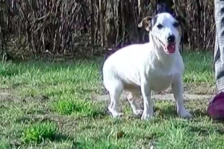 Pup Lily gaat met baasje wandelen maar wat daarna gebeurde is horror: "Kwaad opzet"