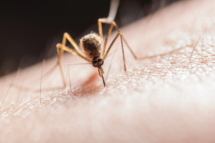 Die vervelende muggen ontlopen? Dan moet je volgens bioloog hier op vakantie gaan