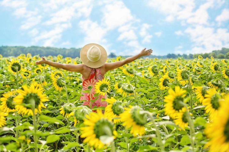 zon, zonnebloemen, veld, zonnig, weer
